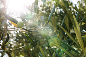 Estratto di foglie d'olivo: il buono che fa bene